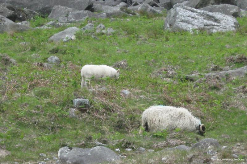 8419_Sheep