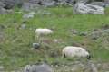 8419_Sheep