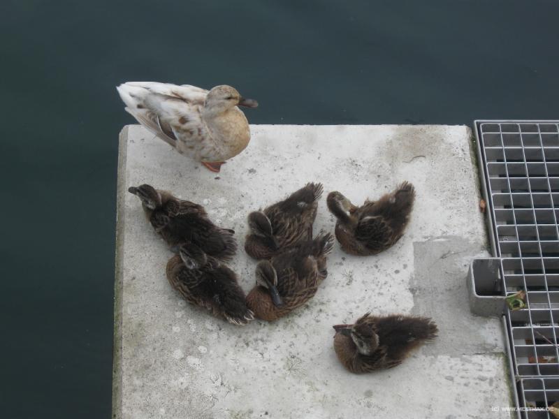 9073_Enten
