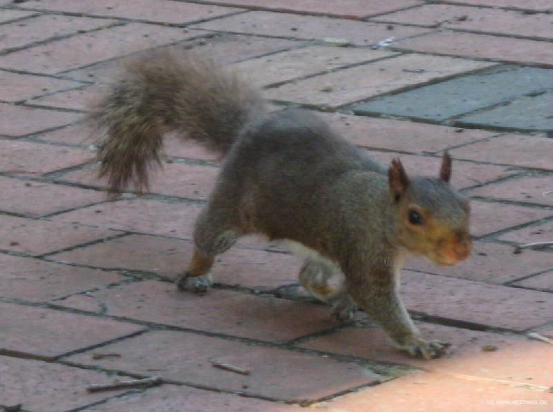 0895_Squirrel