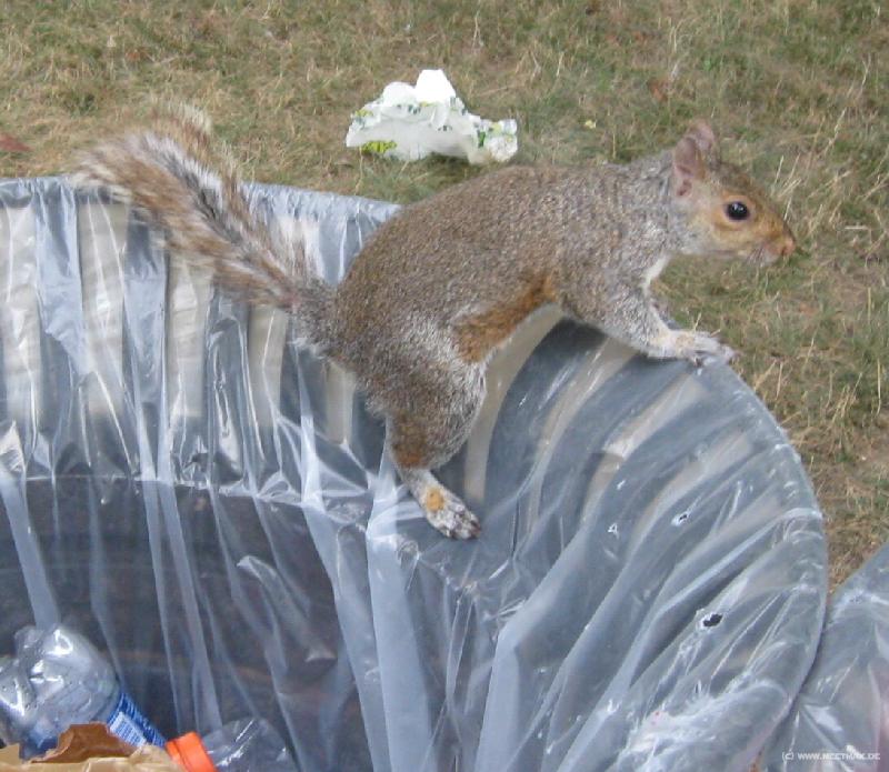 0923_Squirrel
