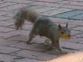 0895_Squirrel
