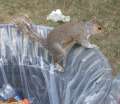 0923_Squirrel