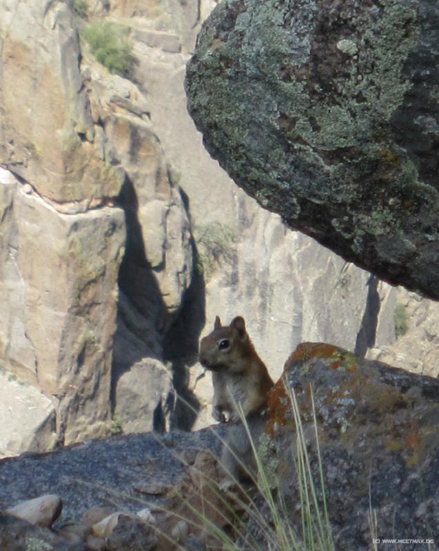 1269_Squirrel