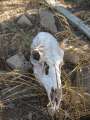1258_Skull