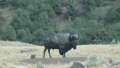 1347_Buffalo