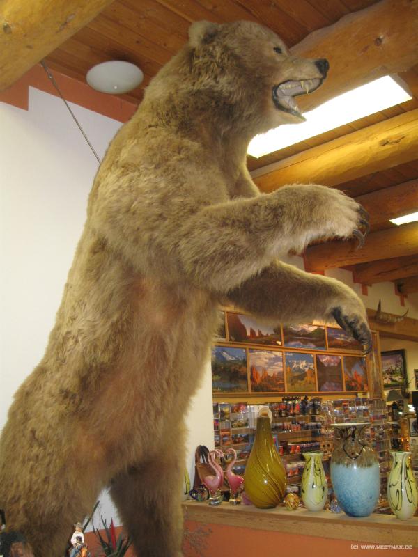 1505_Bear
