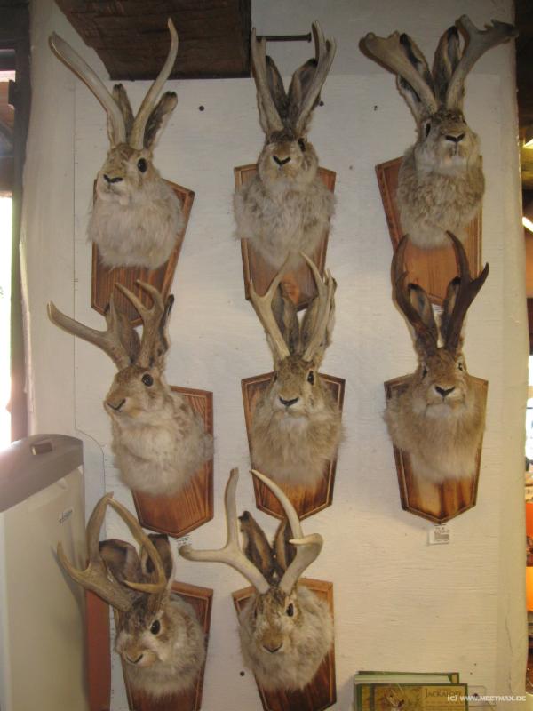 1506_Jackalopes