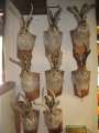 1506_Jackalopes