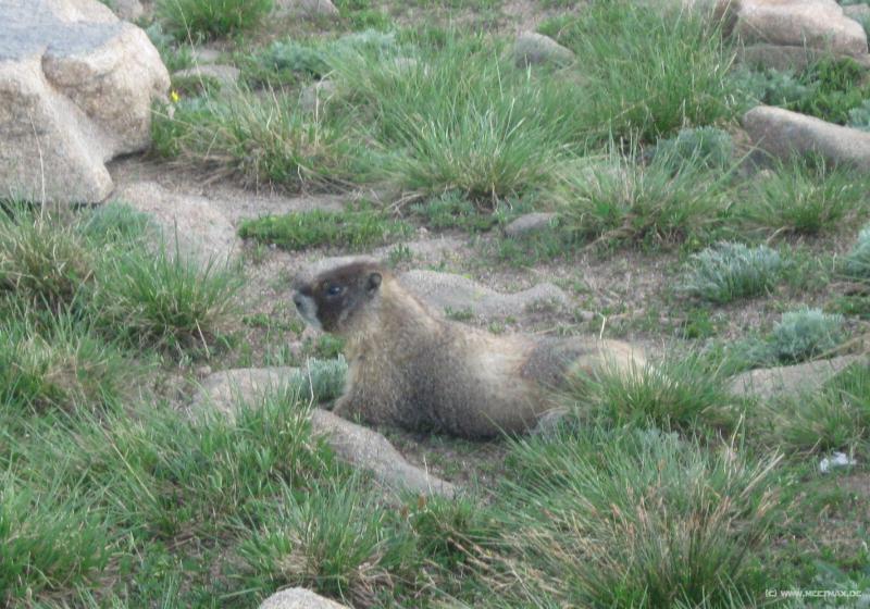 1901_Marmot