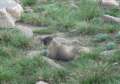 1901_Marmot