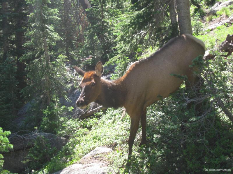 2029_Elk