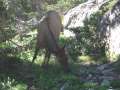2026_Elk