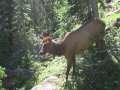 2029_Elk