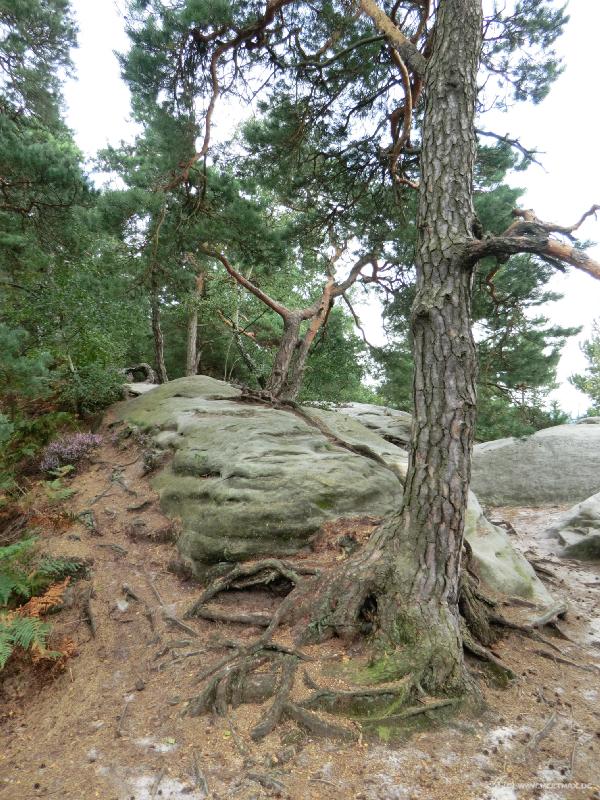0060