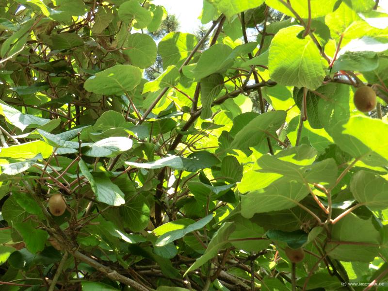 0107_Kiwi