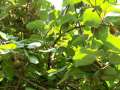 0107_Kiwi