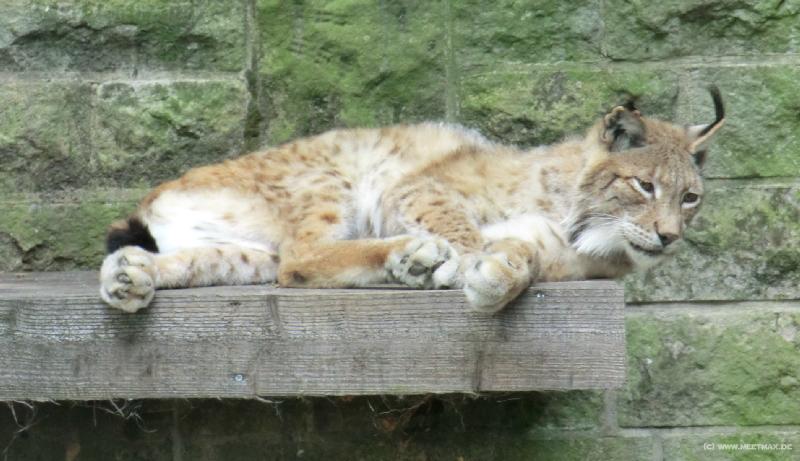 0193_Luchs