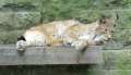 0193_Luchs