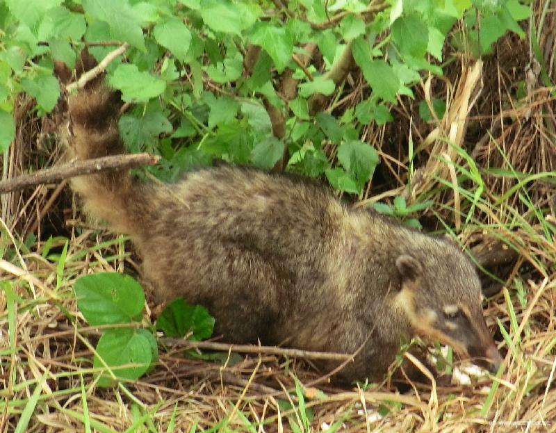 0436_Coati