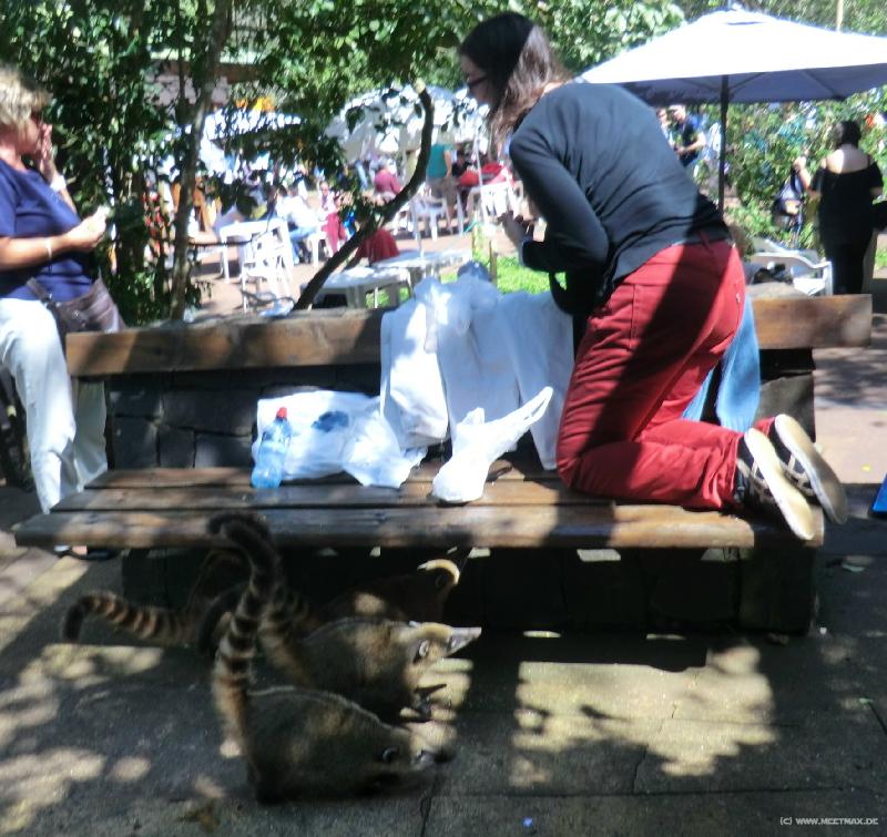 0589_Coati_attack
