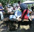 0589_Coati_attack