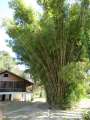 0970_Bamboo
