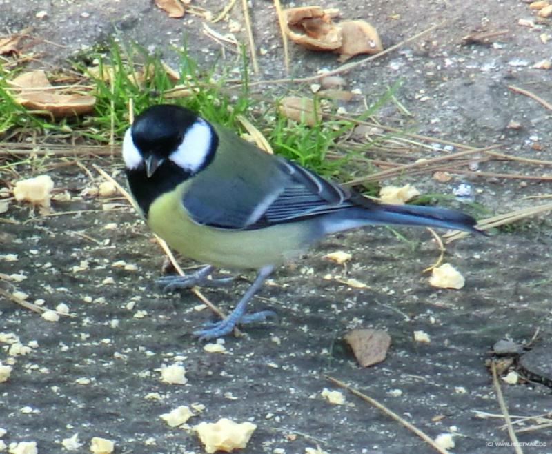 0035_Bird