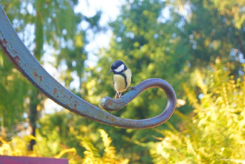 0037_Bird