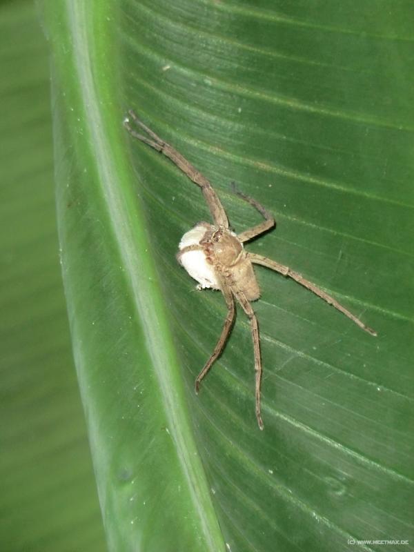 0055_Spider