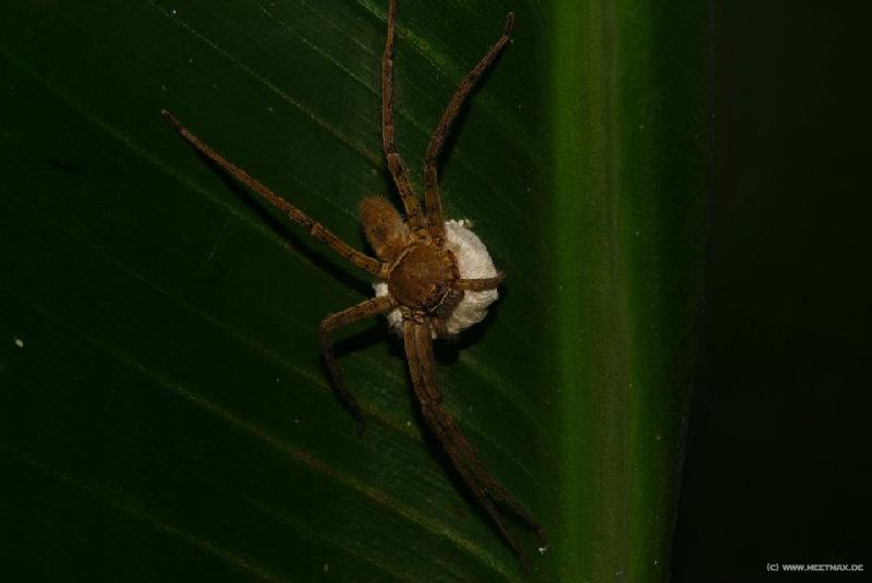 0056_Spider