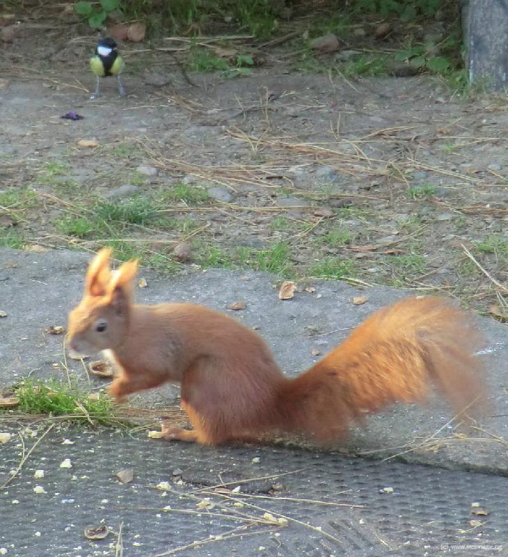 0079_Bird+Squirrel