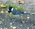 0035_Bird