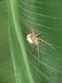0055_Spider