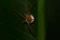 0056_Spider