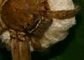 0057_Spider