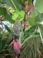 0059_Banana