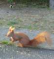 0079_Bird+Squirrel