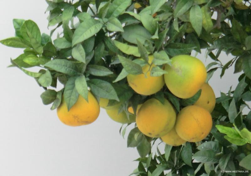 0007_Oranges