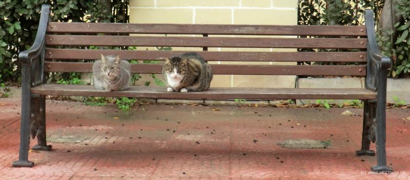 0212_Cats