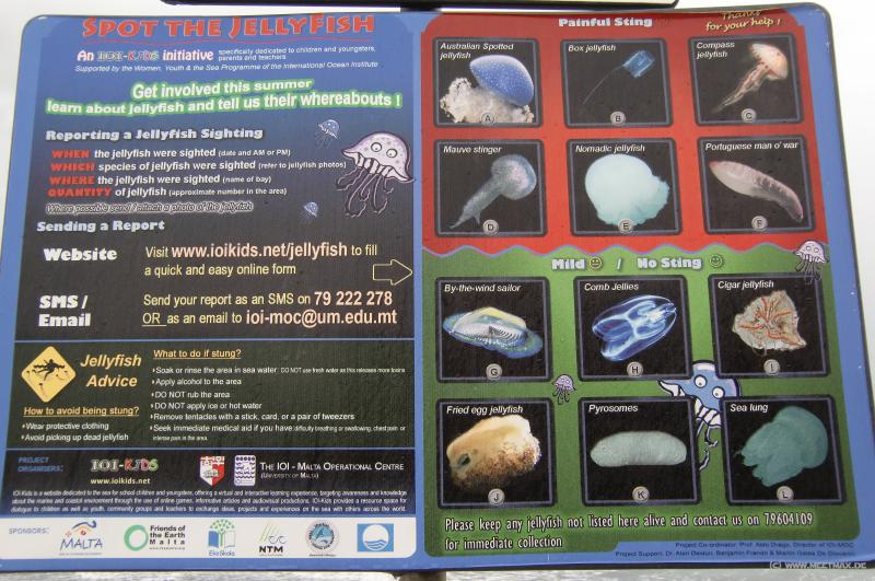 0376b_Jellyfish