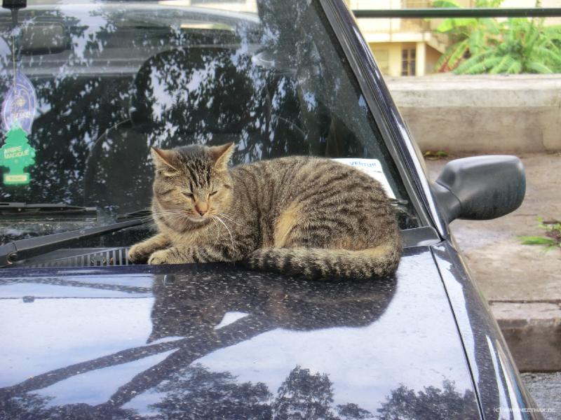 0444_Cat_car
