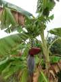 0381_Banana