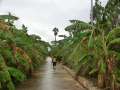 0382_Banana_plantation