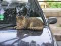 0444_Cat_car