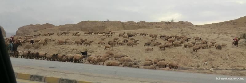 0368_Sheep