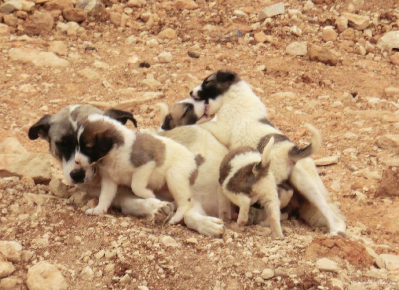0378_Dogs