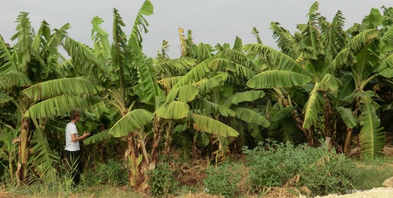 0411_Banana_plantation