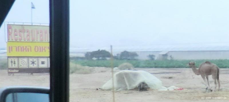 0444_Camel