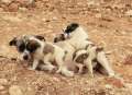 0378_Dogs
